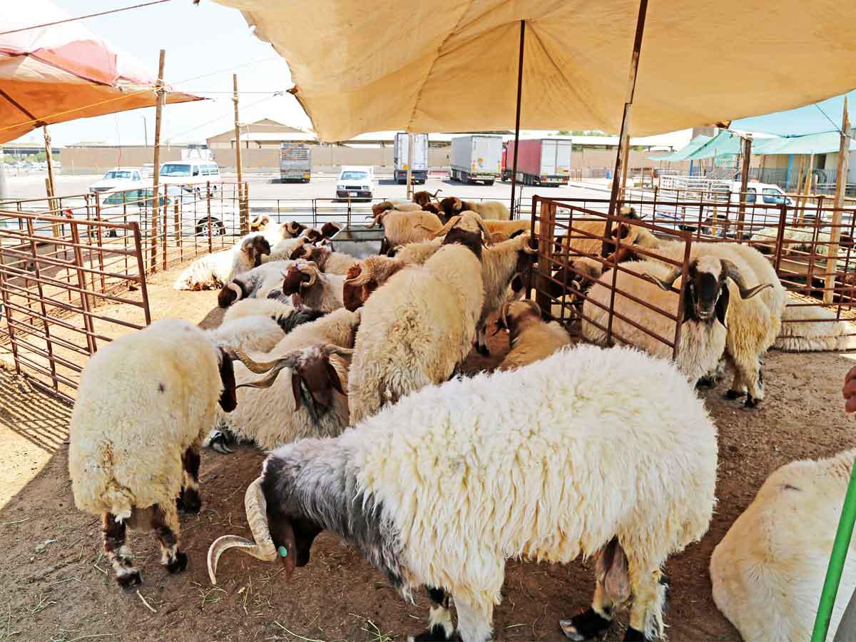 Dosakah Orang Mampu Tidak Berkurban?