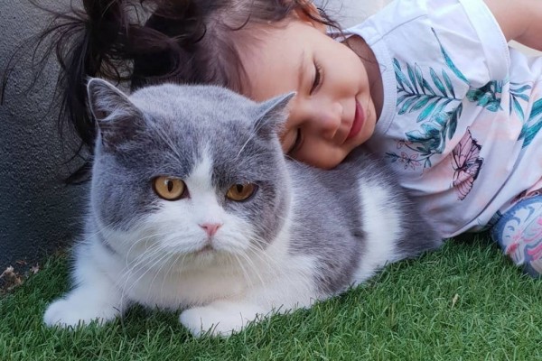 Mengupas Hukum Jual Beli Kucing dalam Islam