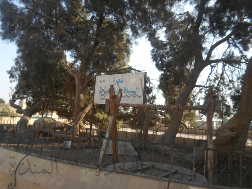 Pohon Sayyidah Maryam dan Kisah Tanah Bahnasa Mesir