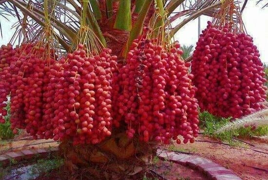 Kisah Abu Dahdah menghutangi Allah dengan kurma dan keutamaan bersedekah di jalan Allah